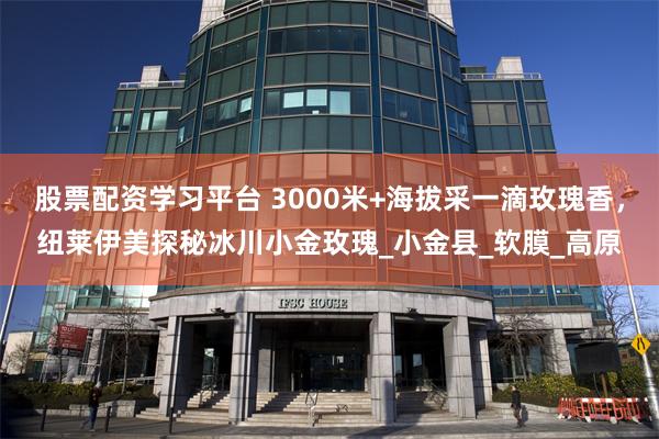 股票配资学习平台 3000米+海拔采一滴玫瑰香，纽莱伊美探秘冰川小金玫瑰_小金县_软膜_高原