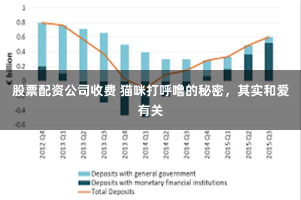 股票配资公司收费 猫咪打呼噜的秘密，其实和爱有关